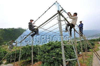 草莓视频IOS下载彩鋼